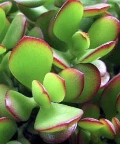 Easy Care Tropical Houseplant Live Potted Plant for Indoor Decor - Image 3