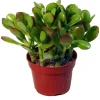 Easy Care Tropical Houseplant Live Potted Plant for Indoor Decor - Image 1