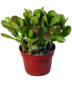 Easy Care Tropical Houseplant Live Potted Plant for Indoor Decor - Image 1
