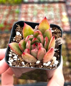 Echeveria Agavoides Christmas Succulent Live Plant, 2 Inch Pot, Rosette Form - Image 2