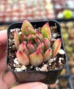 Echeveria Agavoides Christmas Succulent Live Plant, 2 Inch Pot, Rosette Form - Image 3