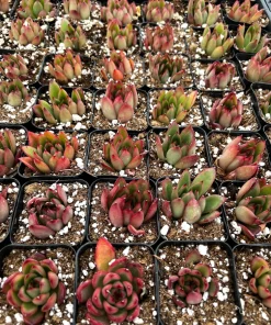 Echeveria Agavoides Christmas Succulent Live Plant, 2 Inch Pot, Rosette Form - Image 4