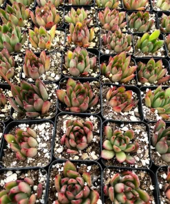 Echeveria Agavoides Christmas Succulent Live Plant, 2 Inch Pot, Rosette Form - Image 5