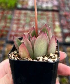 Echeveria Agavoides Christmas Succulent Live Plant, 2 Inch Pot, Rosette Form - Image 6