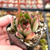 Echeveria Agavoides Christmas Succulent Live Plant, 2 Inch Pot, Rosette Form - Image 1
