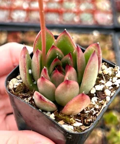 Echeveria Agavoides Christmas Succulent Live Plant, 2 Inch Pot, Rosette Form - Image 1