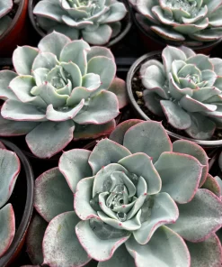 Echeveria Atlantis Succulent Live Plant – 4 inch Pot – Desk Plant - Image 2