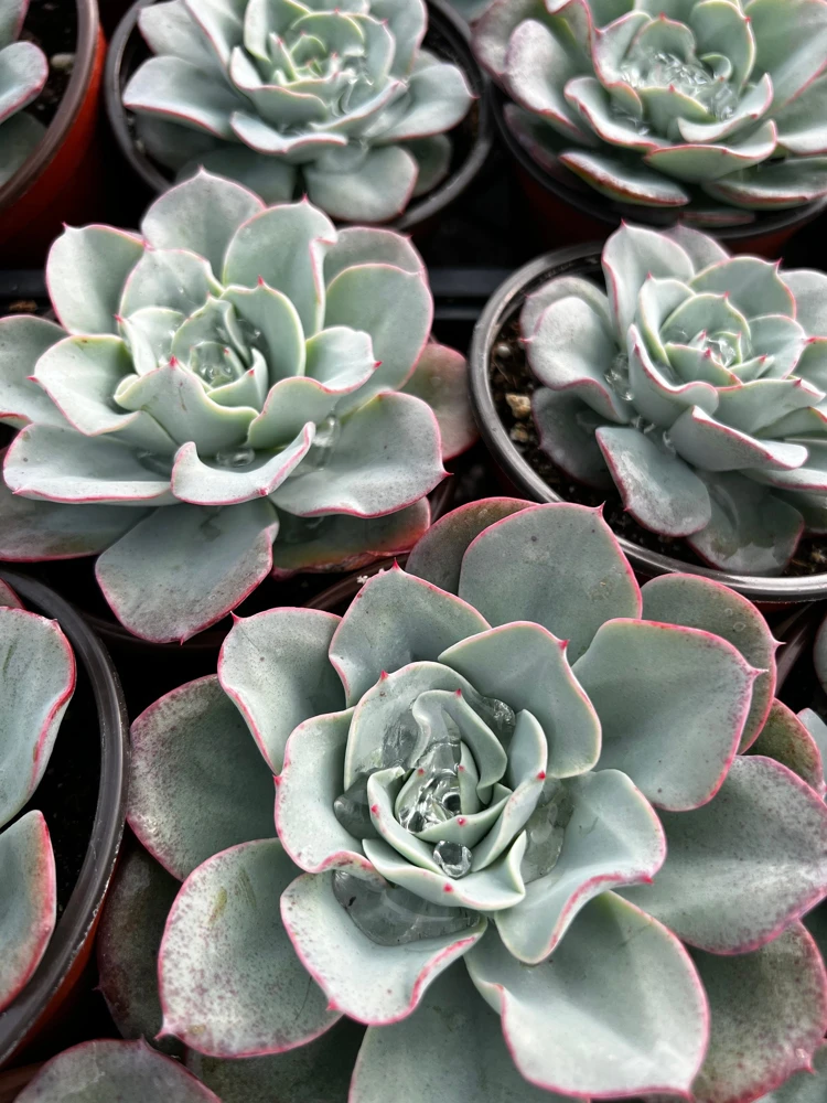 Echeveria Atlantis Succulent Live Plant – 4 inch Pot – Desk Plant - Image 2
