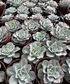 Echeveria Atlantis Succulent Live Plant – 4 inch Pot – Desk Plant - Image 3