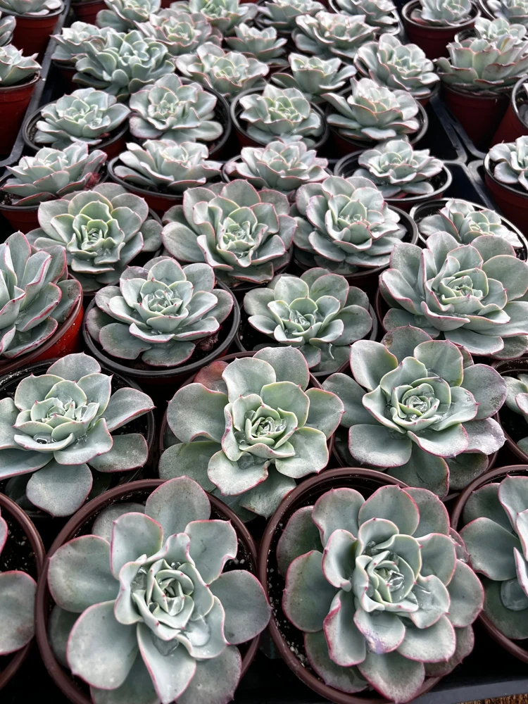 Echeveria Atlantis Succulent Live Plant – 4 inch Pot – Desk Plant - Image 3