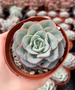 Echeveria Atlantis Succulent Live Plant – 4 inch Pot – Desk Plant - Image 4