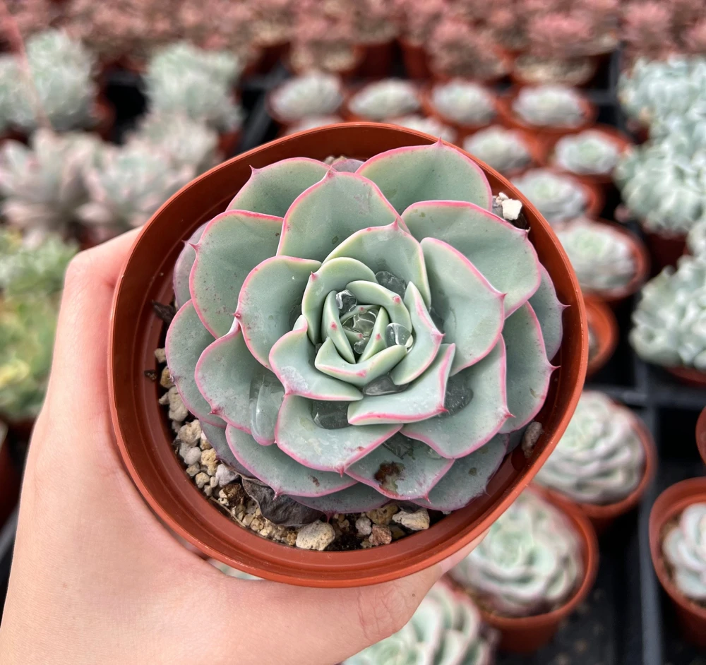Echeveria Atlantis Succulent Live Plant – 4 inch Pot – Desk Plant - Image 4