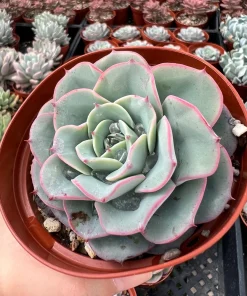 Echeveria Atlantis Succulent Live Plant – 4 inch Pot – Desk Plant - Image 5
