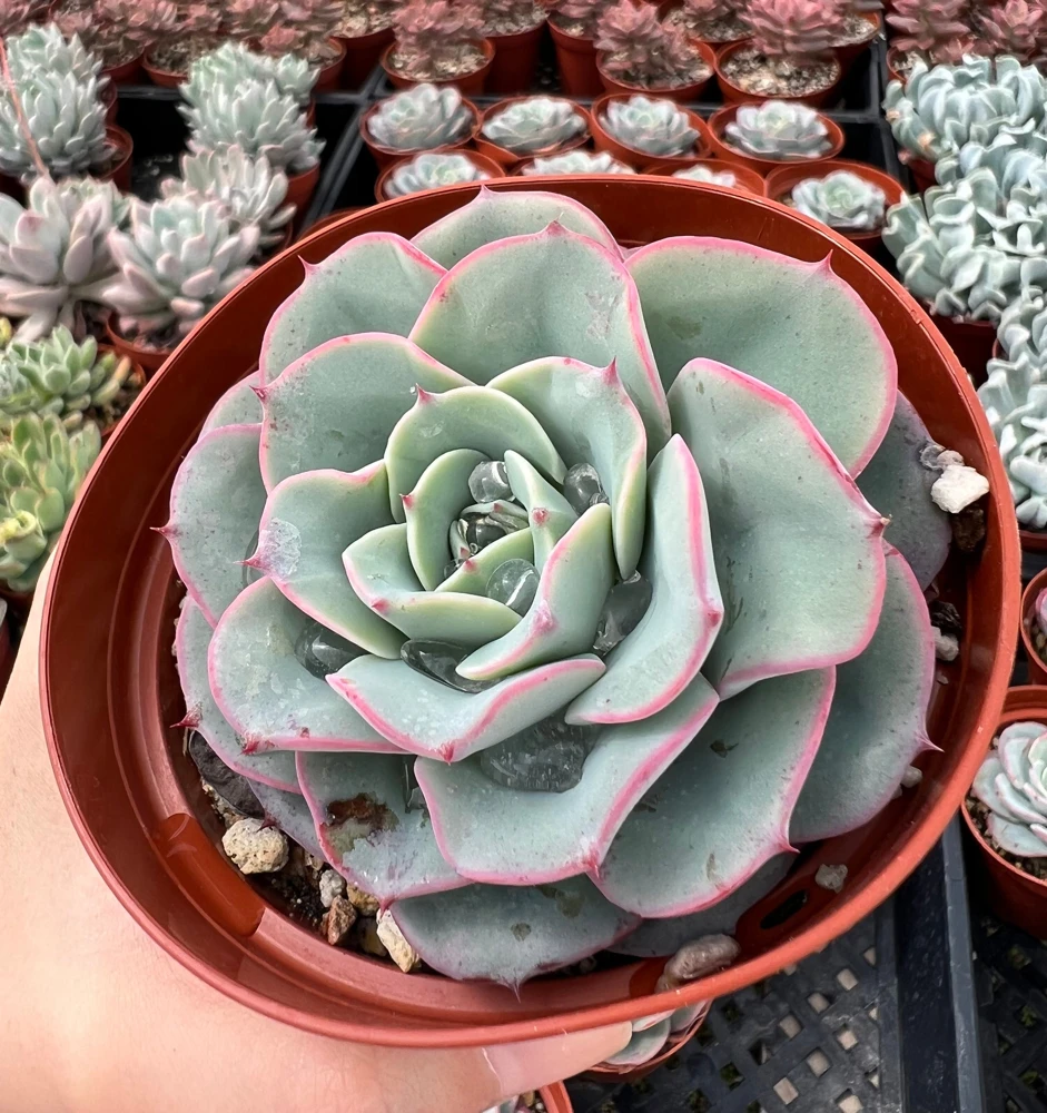 Echeveria Atlantis Succulent Live Plant – 4 inch Pot – Desk Plant - Image 5