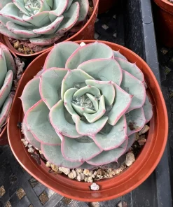 Echeveria Atlantis Succulent Live Plant – 4 inch Pot – Desk Plant - Image 6