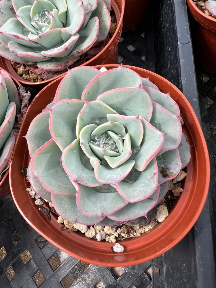 Echeveria Atlantis Succulent Live Plant – 4 inch Pot – Desk Plant - Image 6
