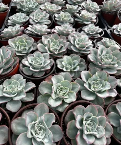 Echeveria Atlantis Succulent Live Plant – 4 inch Pot – Desk Plant - Image 7