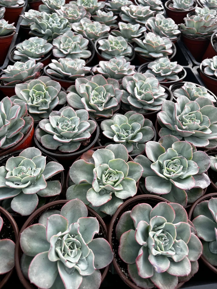 Echeveria Atlantis Succulent Live Plant – 4 inch Pot – Desk Plant - Image 7