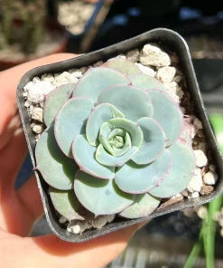 Echeveria Atlantis Succulent Live Plant – 4 inch Pot – Desk Plant - Image 8