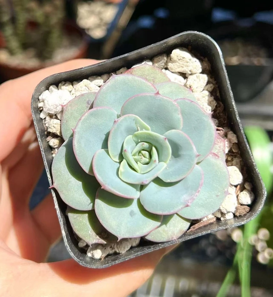 Echeveria Atlantis Succulent Live Plant – 4 inch Pot – Desk Plant - Image 8
