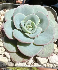 Echeveria Atlantis Succulent Live Plant – 4 inch Pot – Desk Plant - Image 9