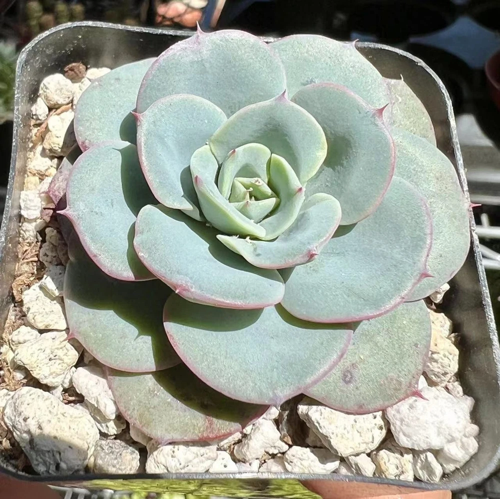 Echeveria Atlantis Succulent Live Plant – 4 inch Pot – Desk Plant - Image 9