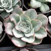 Echeveria Atlantis Succulent Live Plant – 4 inch Pot – Desk Plant - Image 1