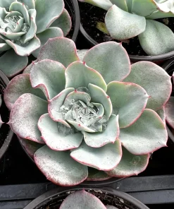 Echeveria Atlantis Succulent Live Plant – 4 inch Pot – Desk Plant - Image 1