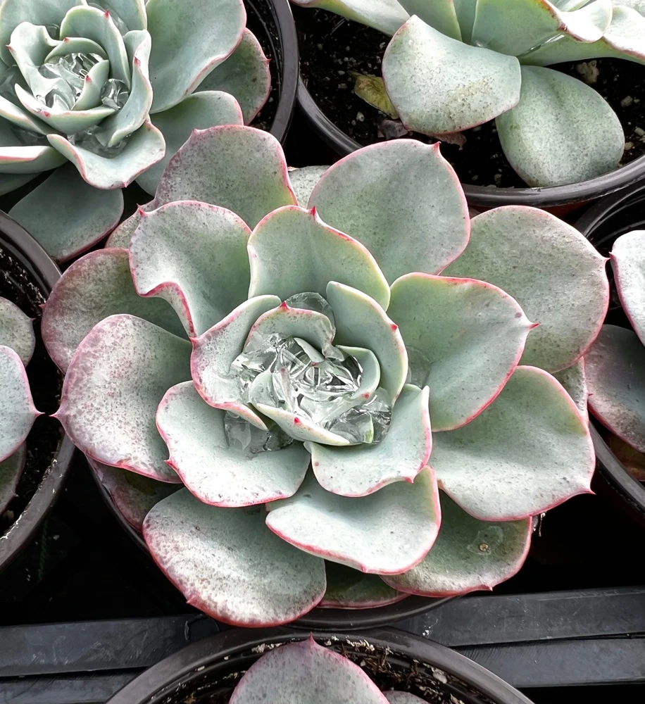 Echeveria Atlantis Succulent Live Plant – 4 inch Pot – Desk Plant - Image 1