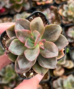 Echeveria Chroma Live Succulent Plant – 2 inch Pot – Indoor/Outdoor - Image 2