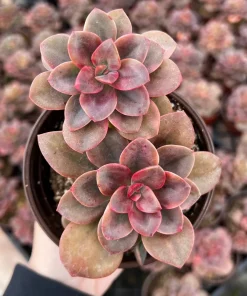 Echeveria Chroma Live Succulent Plant – 2 inch Pot – Indoor/Outdoor - Image 3