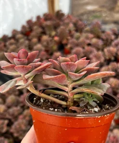 Echeveria Chroma Live Succulent Plant – 2 inch Pot – Indoor/Outdoor - Image 6