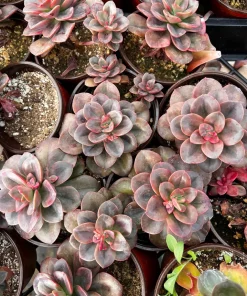 Echeveria Chroma Live Succulent Plant – 2 inch Pot – Indoor/Outdoor - Image 8