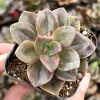 Echeveria Chroma Live Succulent Plant – 2 inch Pot – Indoor/Outdoor - Image 1