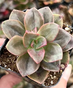 Echeveria Chroma Live Succulent Plant – 2 inch Pot – Indoor/Outdoor - Image 1