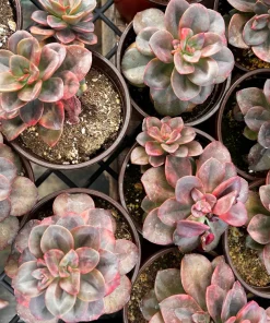Echeveria Chroma Live Succulent Plant – 2 inch Pot – Indoor/Outdoor - Image 9