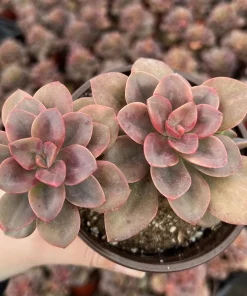 Echeveria Chroma Live Succulent Plant - 4 inch Pot - Multiple Heads - Image 2