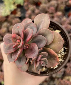Echeveria Chroma Live Succulent Plant - 4 inch Pot - Multiple Heads - Image 3