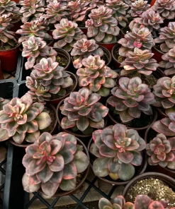 Echeveria Chroma Live Succulent Plant - 4 inch Pot - Multiple Heads - Image 5