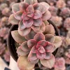 Echeveria Chroma Live Succulent Plant - 4 inch Pot - Multiple Heads - Image 1