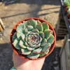 Echeveria Colorata Live Succulent Plant – Colorful, Low Maintenance, 4in Pot - Image 1