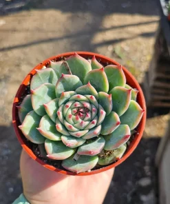 Echeveria Colorata Live Succulent Plant – Colorful, Low Maintenance, 4in Pot - Image 1