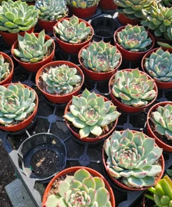 Echeveria Colorata Live Succulent Plant – Colorful, Low Maintenance, 4in Pot - Image 2