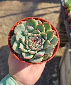 Echeveria Colorata Live Succulent Plant – Colorful, Low Maintenance, 4in Pot - Image 3