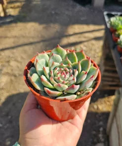 Echeveria Colorata Live Succulent Plant – Colorful, Low Maintenance, 4in Pot - Image 4