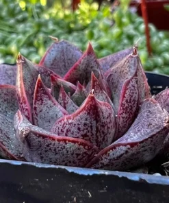 Echeveria Dionysos Live Succulent Plant - Rare, Potted in 2 inch Pot - Image 2