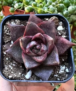 Echeveria Dionysos Live Succulent Plant - Rare, Potted in 2 inch Pot - Image 3