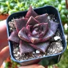 Echeveria Dionysos Live Succulent Plant - Rare, Potted in 2 inch Pot - Image 1