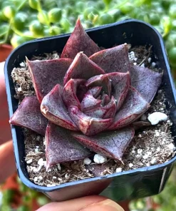 Echeveria Dionysos Live Succulent Plant - Rare, Potted in 2 inch Pot - Image 1