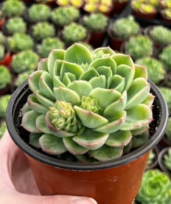 Echeveria Lime n' Chile Live Succulent Plant – 4 inch Pot – Vibrant Foliage - Image 2